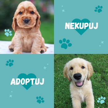 Nekupuj, adoptuj